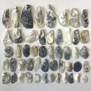Seashells 50 Oyster Shells 1-1/2” to 4-1/2” For Arts, Crafts, Beach Decor